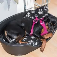 Dog Beds and Dog Harnesses